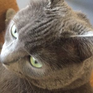 Meet your Posher, Rhea